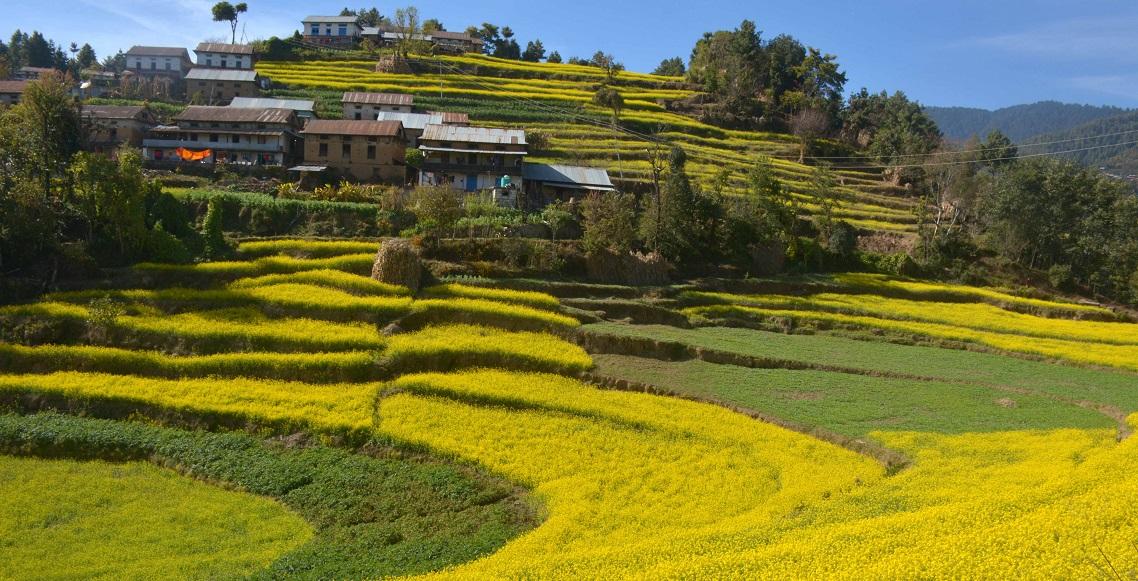 तोरीले पहेँलपुर बेथानचोकका बारी